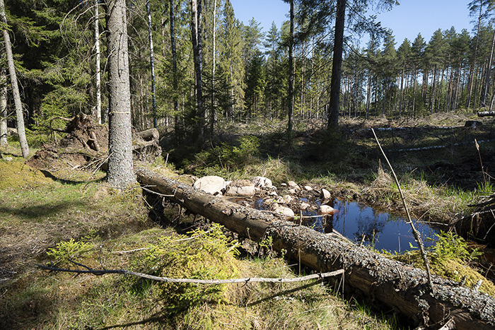 En dämd bäckfåra.