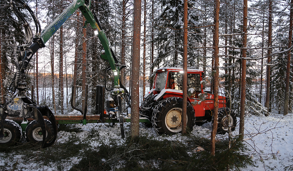En skogstraktor och släpvagn med lastare i arbete i en vintrig skog.