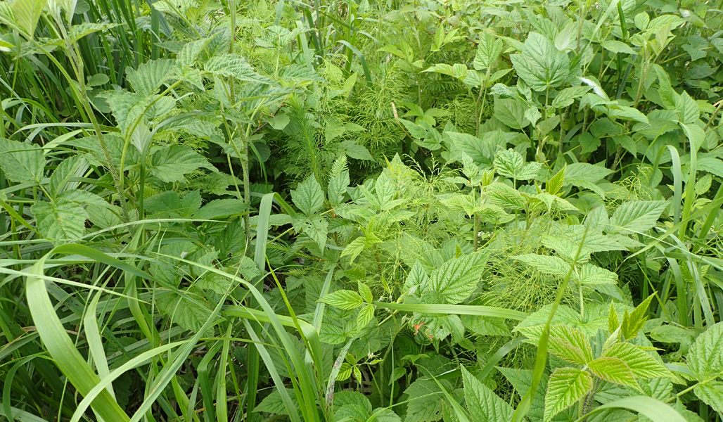 Mjölkört och hallon har vuxit över ett par granplantor.