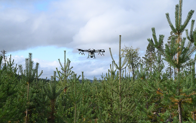 Besprutningsdrönare flyger ovanför plantbeståndet