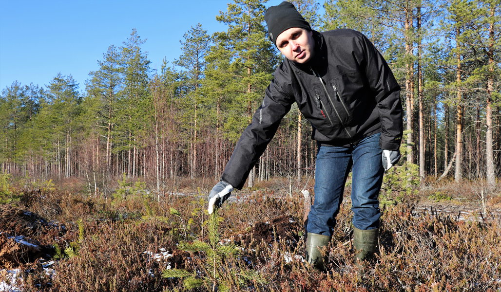 Juho Yli-Kaatiala står böjd för att visa en tallplanta som undkommit älgen. I bakgrunden syns skog.