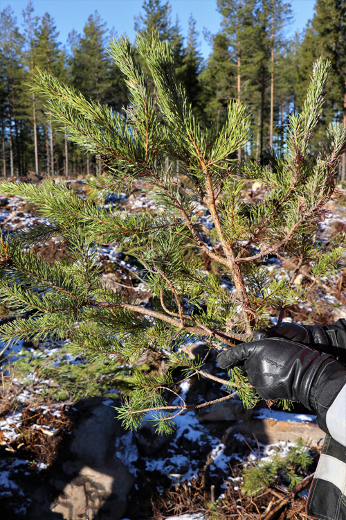 I förgrunden syns en tallplanta som förgrenat sig och som älgarna har ätit av.