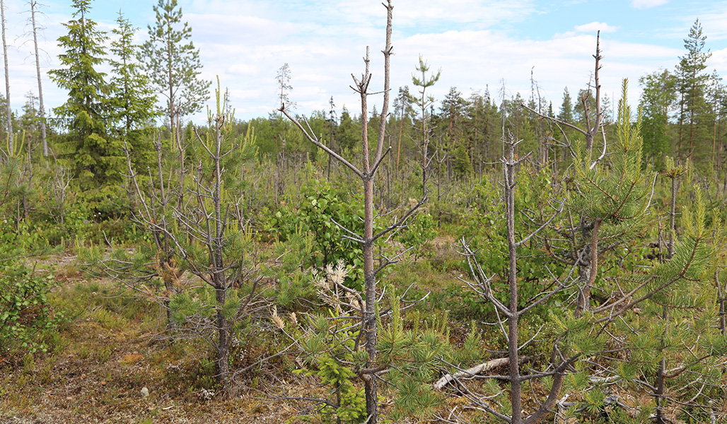 Tallplantor som älgarna ätit av.