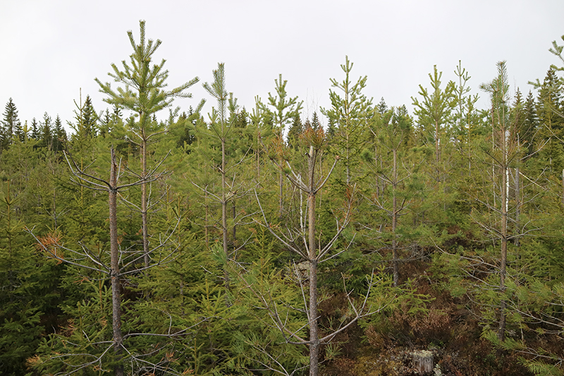 Tallplantor som älgar har ätit på. 