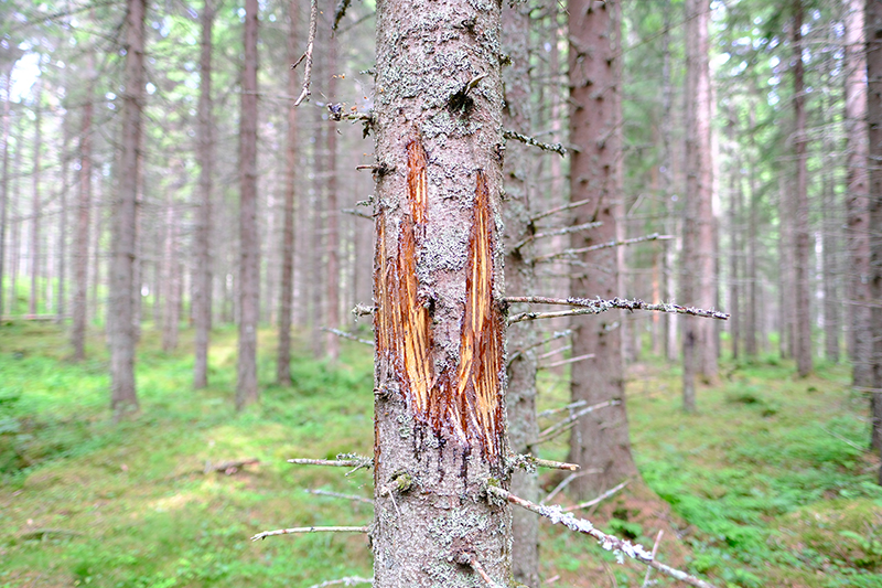 En trädstam som en älg har gnagt på. 