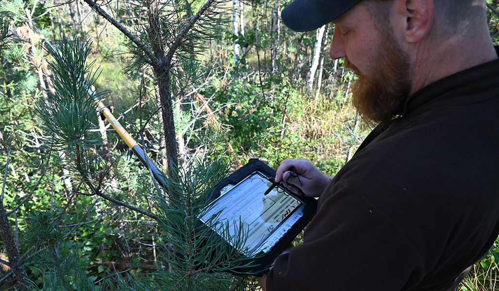 Vesa-Matti Virtanen antecknar information i terrängdataprogrammet. Intill honom står tallplantor, och en mätstav syns.