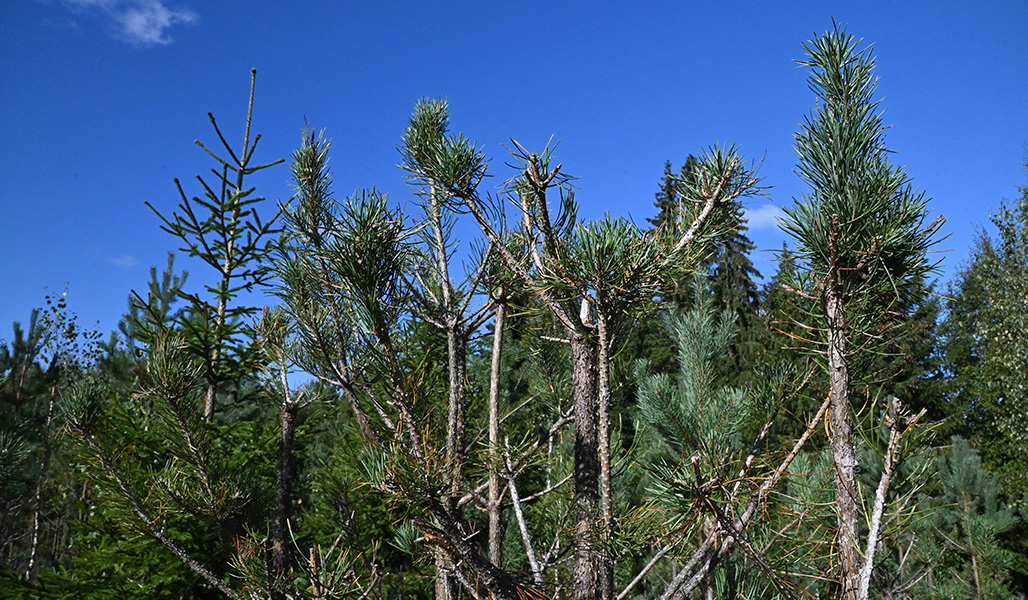 Tallplantor med tydliga skador av älg.