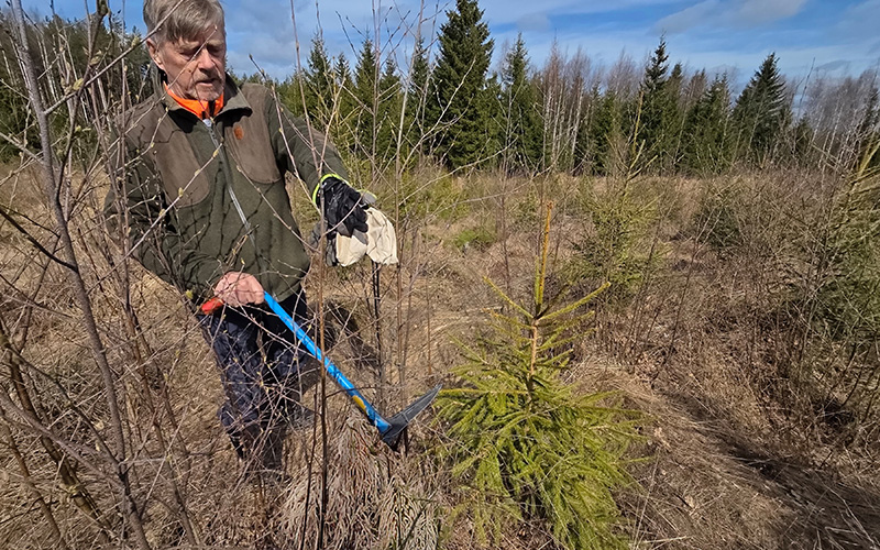Timo Saarainen i ett plantbestånd med en röjkniv. 