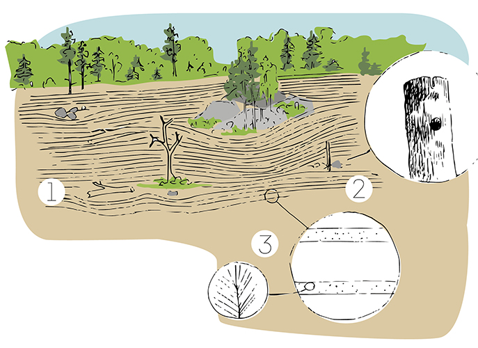 En teckning som illustrerar den markberdning som behövs vid naturlig förnyelse av tall. 