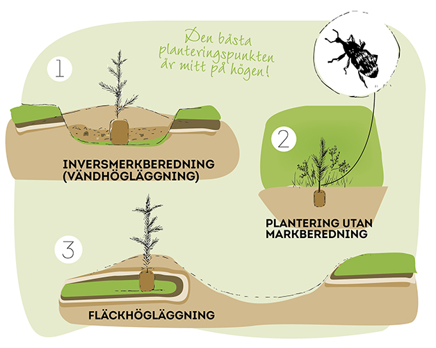 En ritad graf som visar fläckhögläggning, vändhögläggning och plantering utan markberedning.