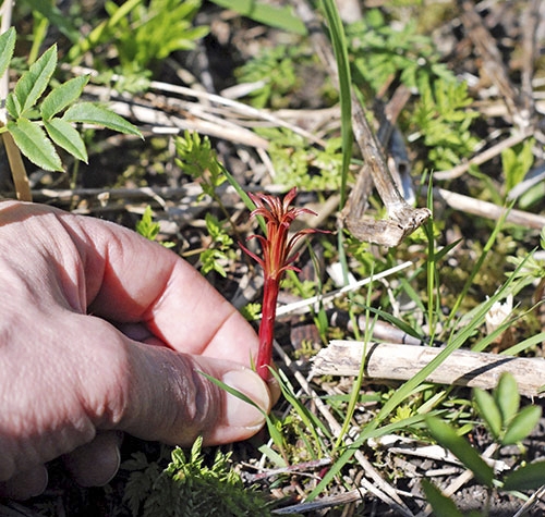 Närbild på ett par fingrar som håller i röd mjölke som växer på marken.