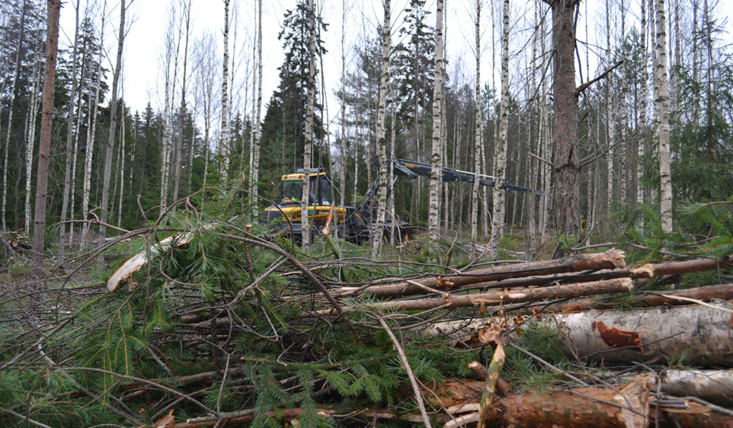 En skogsmaskin arbetar i skogen, I förgrunden syns en hög avverkat virke.