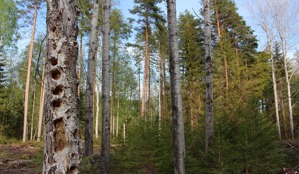 Ett torkat grovt naturvårdsträd syns i förgrunden i en gallrad skog.