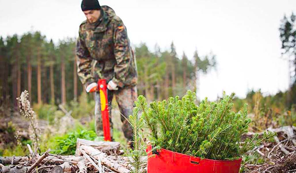 En man planerar plantor med planteringsrör. I förgrunden syns granplantorna som väntar på att sättas i jorden.