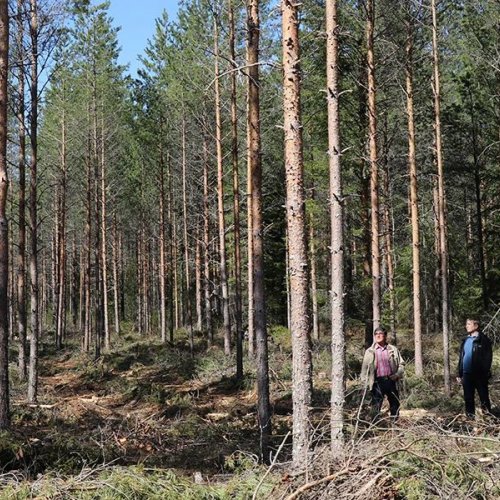 Onko yhteismetsä metsänomistusmuotona sinulle tuttu? Kauhavan kymmenvuotias yhteismetsä on tarjonnut metsänomistajille a...
