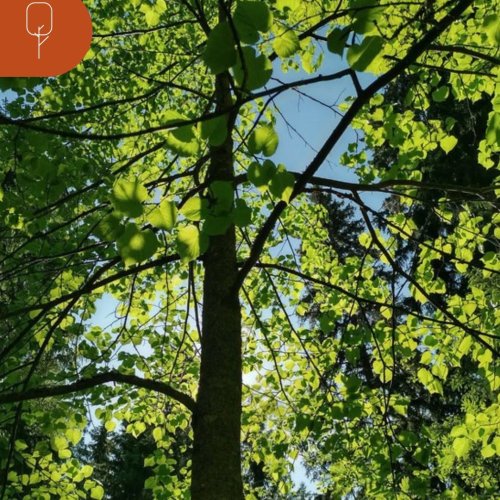 Luonnonhoidon tukea voi saada metsä- ja suoelinympäristöjen hoitoon ja ennallistamiseen sekä metsätalouden vesiensuojelu...