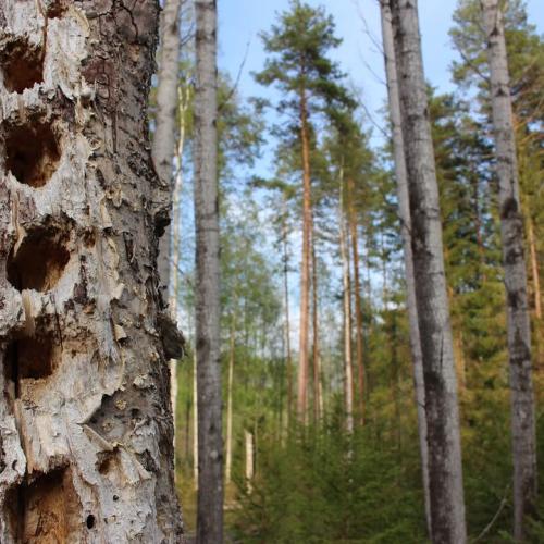 Miten haluat huomioida luonnonhoidon metsässäsi? Tiesitkö, että voit kirjata omia luonnonhoidon tavoitteitasi Metsään.fi...