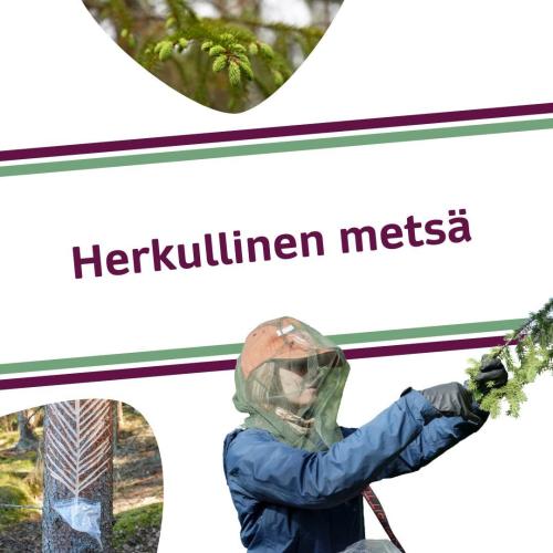 Jos mahlan, pihkan tai kerkän keruu kiinnostaa, pian on aika toimia. Kevät ja alkukesä ovat parasta aikaa monen luonnont...