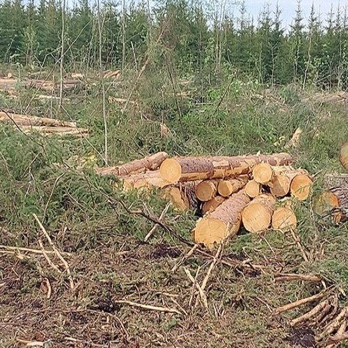 Minkälaisia hakkuita metsissä voi tehdä? 🤔 Päätehakkuussa vanhat puut hakataan ja uusi metsä istutetaan tilalle. Pääteh...