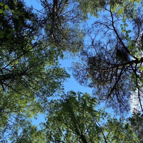 🌱☀️ Metsäkeskus toivottaa kaikille hyvää ja aurinkoista juhannusta.

🌱☀️ Vi på Skogcentralen önskar er alla en trevlig...