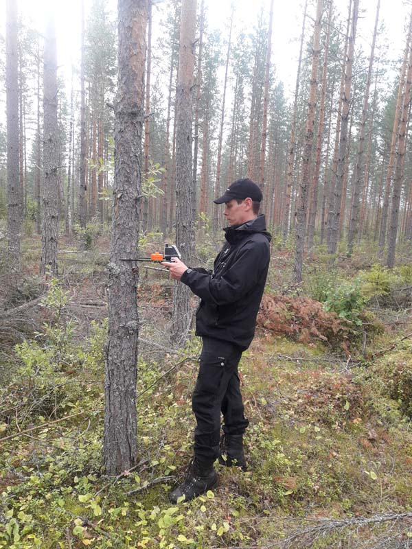 En provyteinventerare mäter stammen på en tall med en mätklave med positionsbestämning. I bakgrunden syns tallskog.