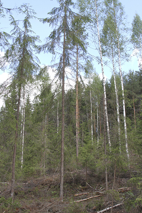 En skog där plockhuggning utförts.