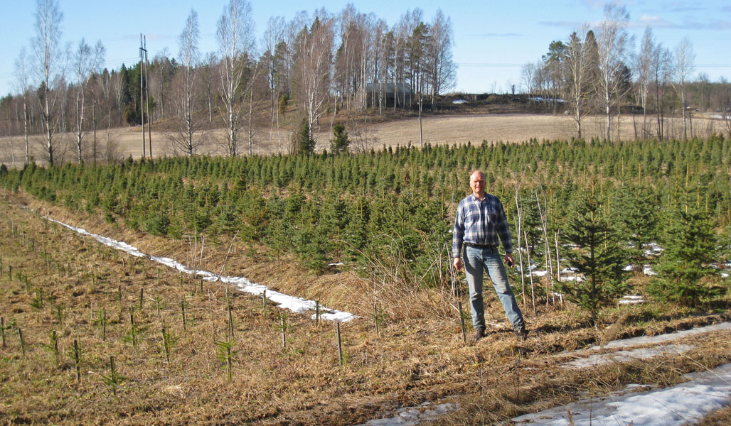 På bilden syns Antti Heikkilä stående framför en julgransodling på en gammal åker.