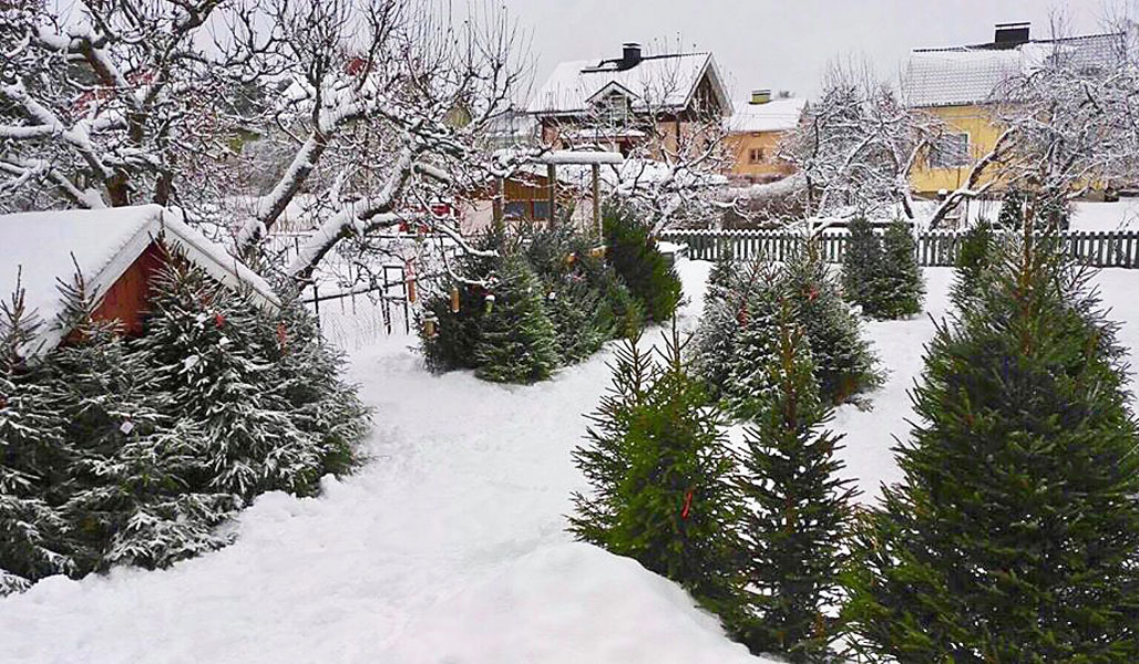 Julgranar på en gård. På marken och på trädens grenar syns mycket snö.