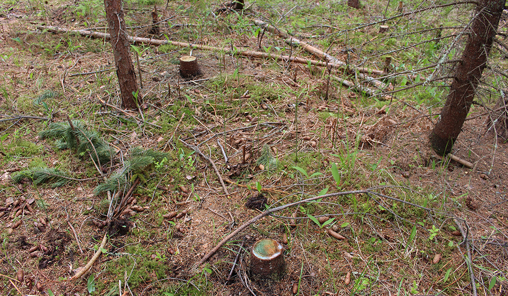 I den unga skogen finns stubbar med rotröta. 