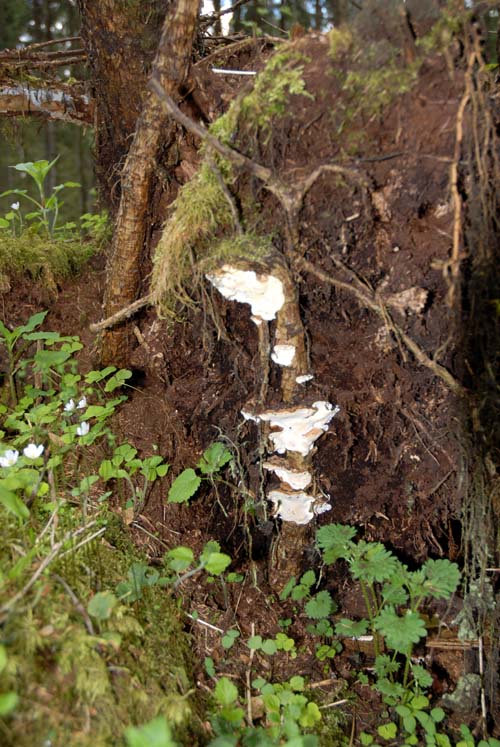 Rotverket på ett träd som fallit i vinden har angripits av rottickan. I bakgrunden syns skog.