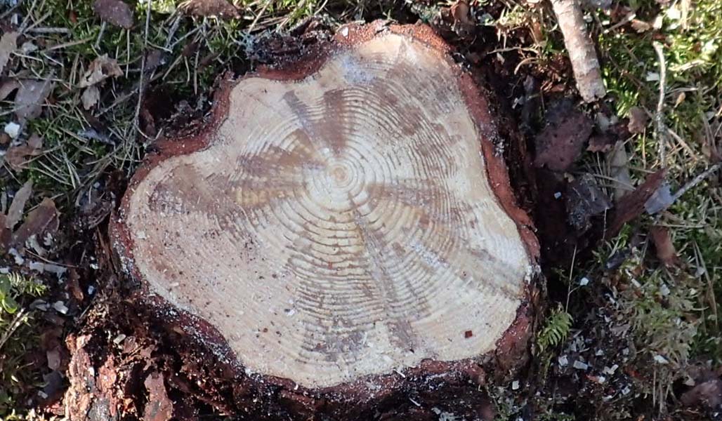 Närbild på en tallstubbe fotograferad rakt uppifrån. Rotrötan har börjat förstöra stammen. På marken runt stammen syns löv, barr och mossa.