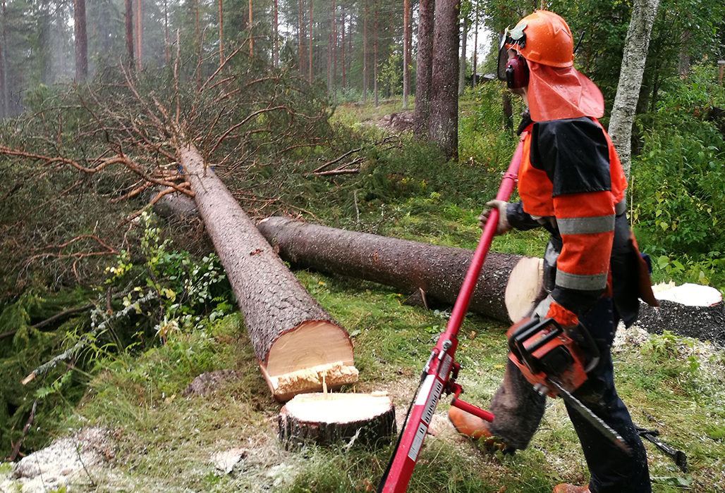 En skogsarbetare klädd i skyddsutrustning bredvid två fällda stora tallar.