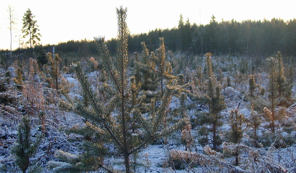 En vintrig plantskog.