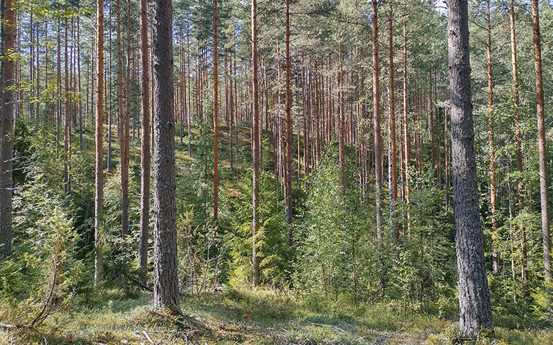  Tallskog