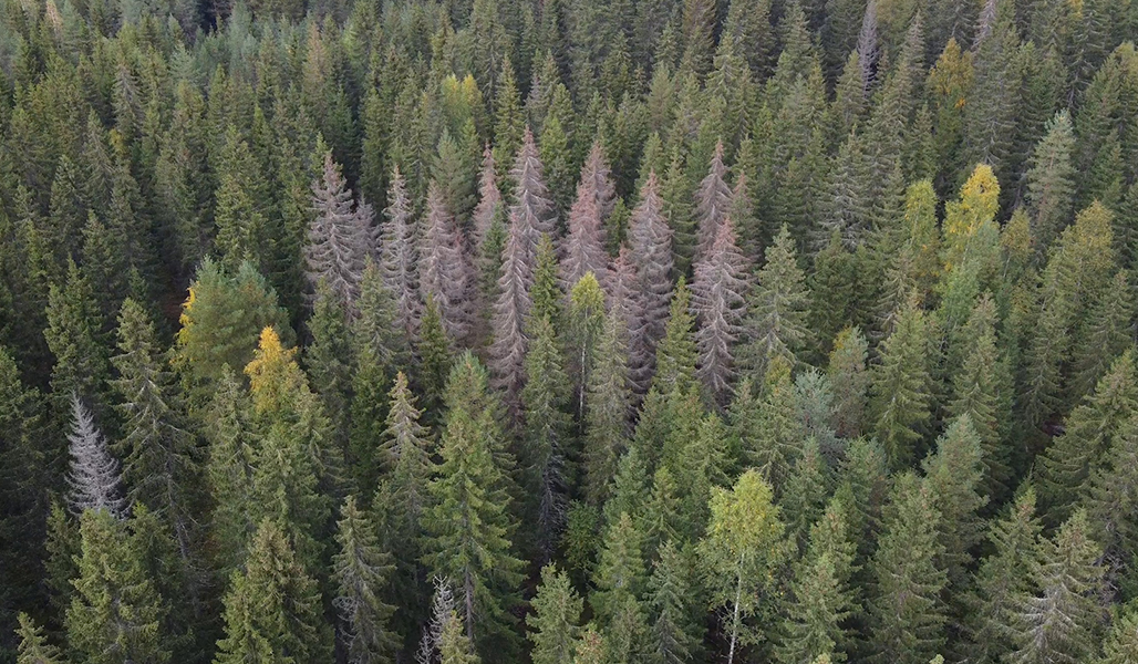 Granskog fotograferad från luften. En del av granarna är bruna och torkade efter granbarkborrens angrepp.