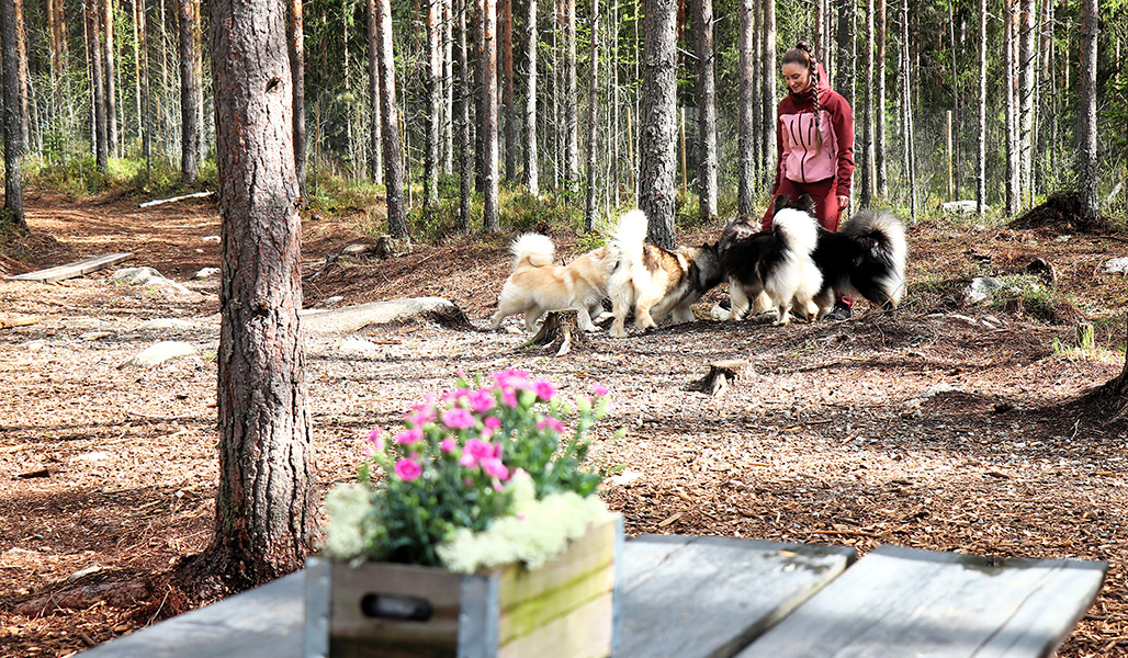På bilden finns ett träbord och en blomsterplantering i förgrunden. Sara Ala-Luoma med sina hundar i bakgrunden av skogen.  