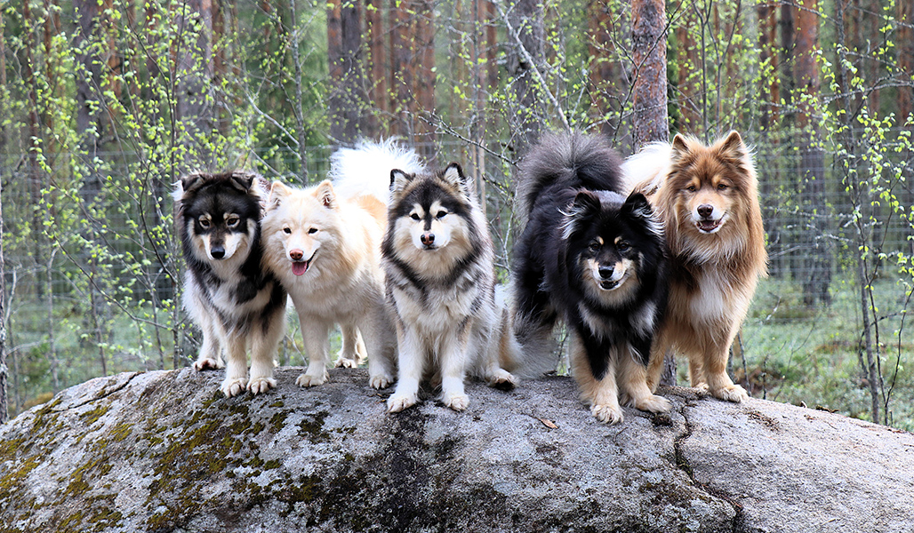 Fem finska lapphundar på en liten klippa. 