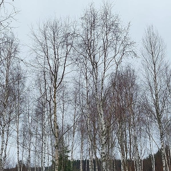 Borbrist i vårtbjörkbestånd.