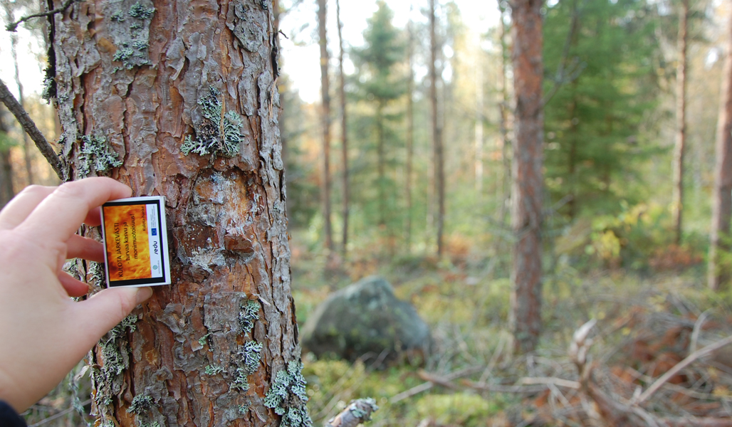 Närbild på en tall med en liten skada i barken. För att ge en uppfattning om storleken håller man upp en tänsticksask, som är aningen mindre än skadan.