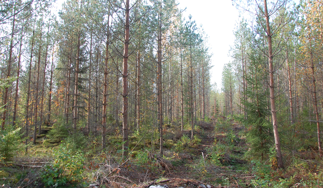 Ett snyggt körstråk går genom en gallrad tallskog.