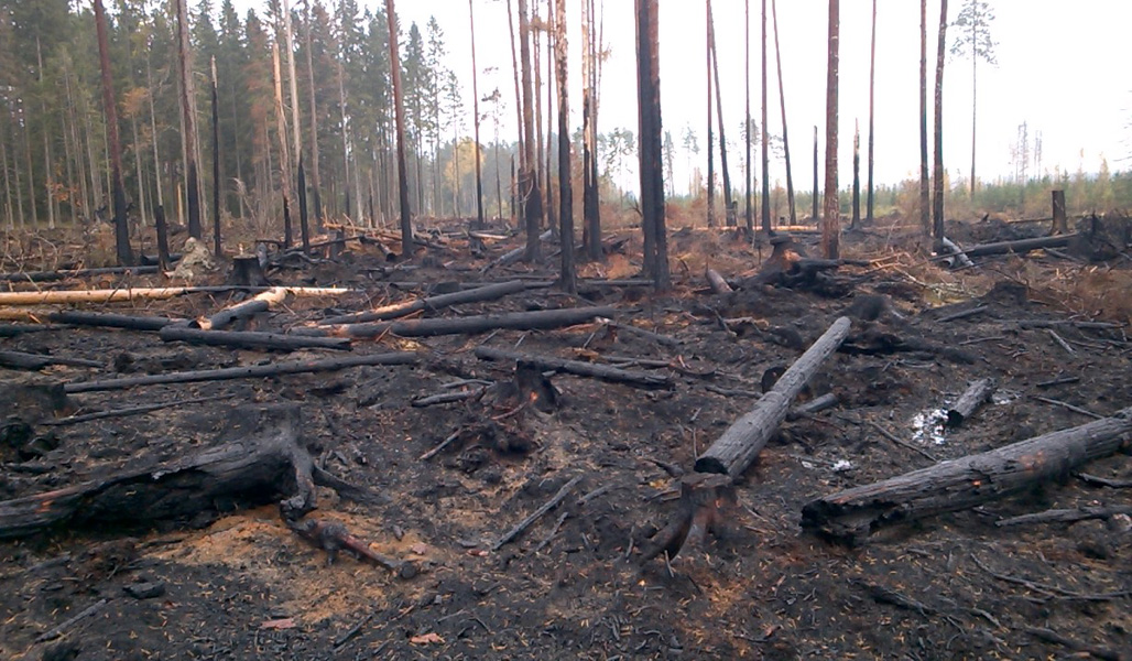 En grupp naturvårdsträd efter att de bränts.