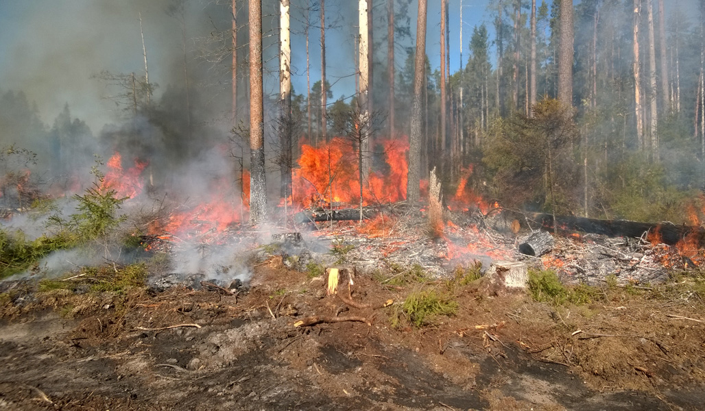 En brinnande grupp naturvårdsträd.