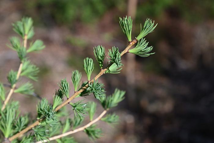 Lärkens gren 