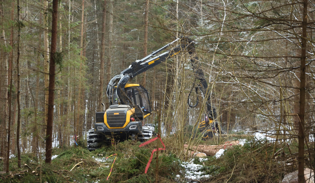 En skogsmaskin i gallrar bort granar vid hasselbuskarna i en vintrig skog.