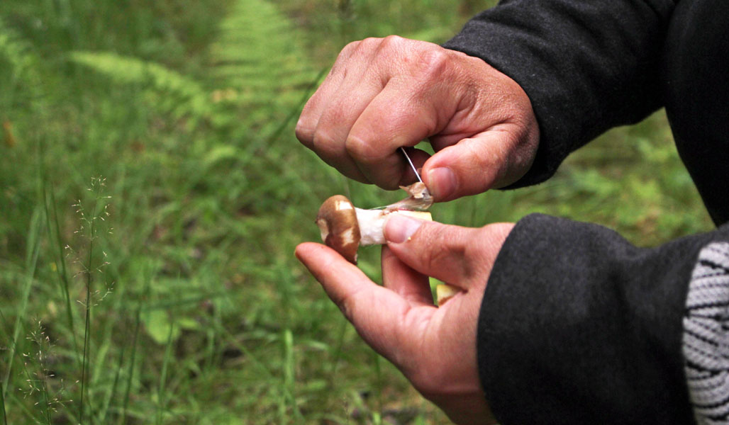 Närbild av Matleena Pulkkinens händer. Hon skrapar bort skräp från en svamp hon hittat i skogen.