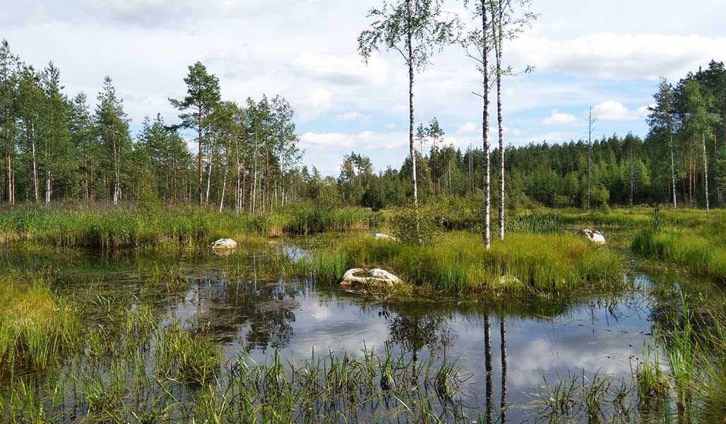 En färdig våtmark där det redan har bildats vattenvegetation. 