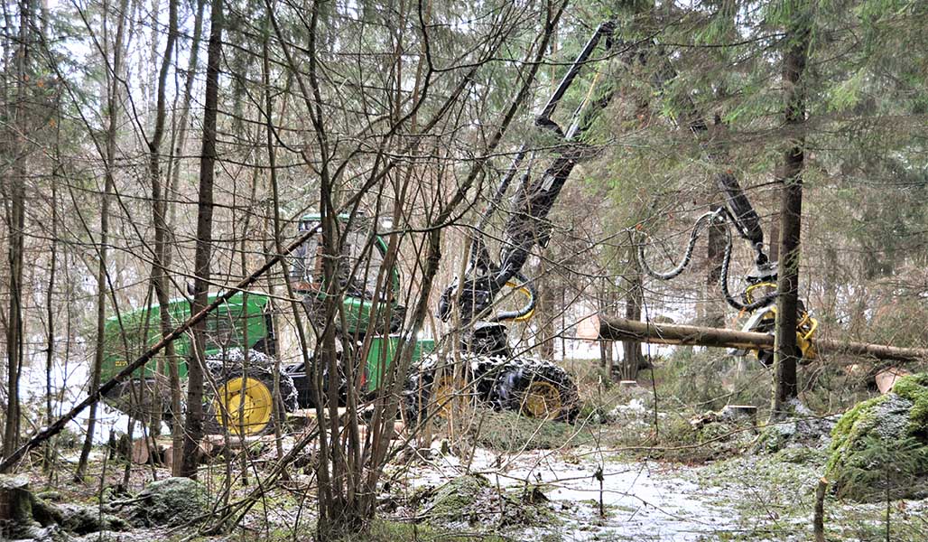 Skogsmaskinen avlägsnar granar från en hassellund på vintern. 
