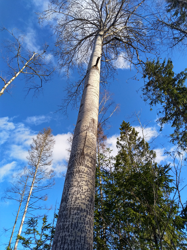 En asp utan löv fotograferad snett nerifrån mot en blå himmel med några små moln.