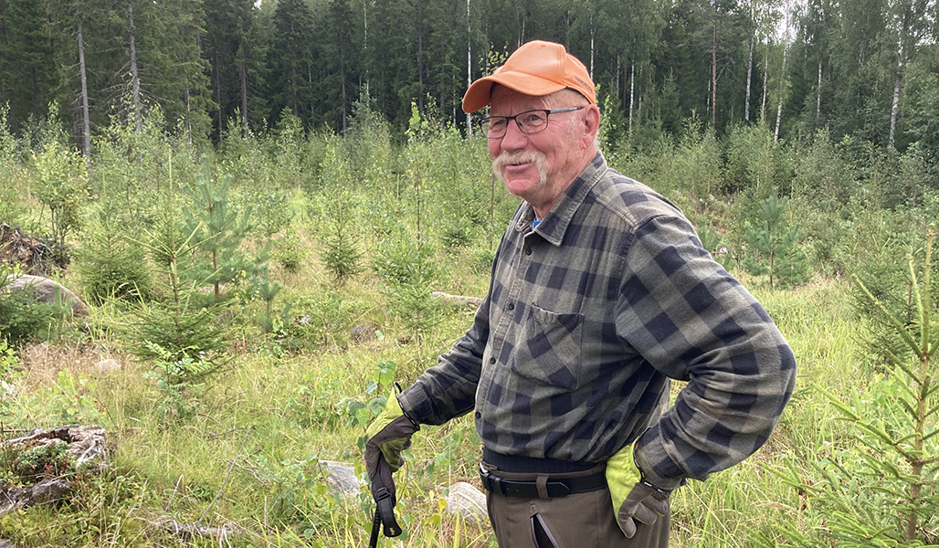 Urpo Tolonen i rutig skjorta och keps står i en skött plantskog.