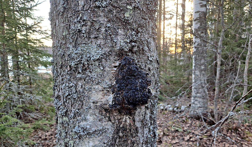 En sprängticka på en trädstam i skogen.